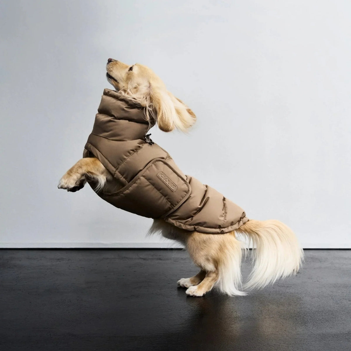 CLOUD7_Talvitakki_Mayrakoiralle_Alaska_Sandy_Brown_Hauva