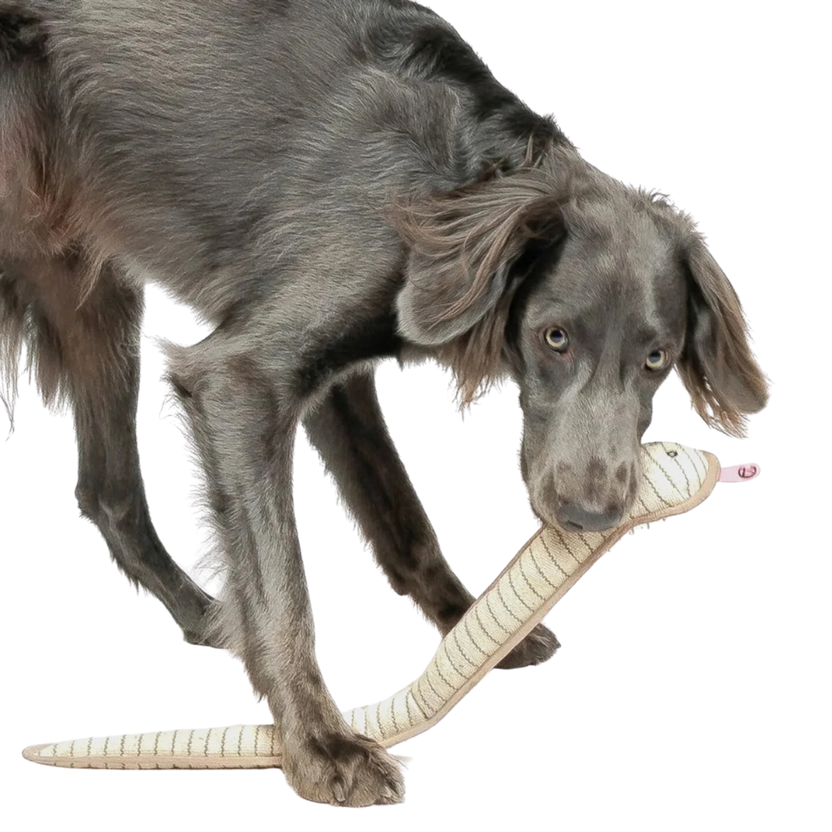 Cloud7_koiran_lelu_Snake_Smilla_Hauva